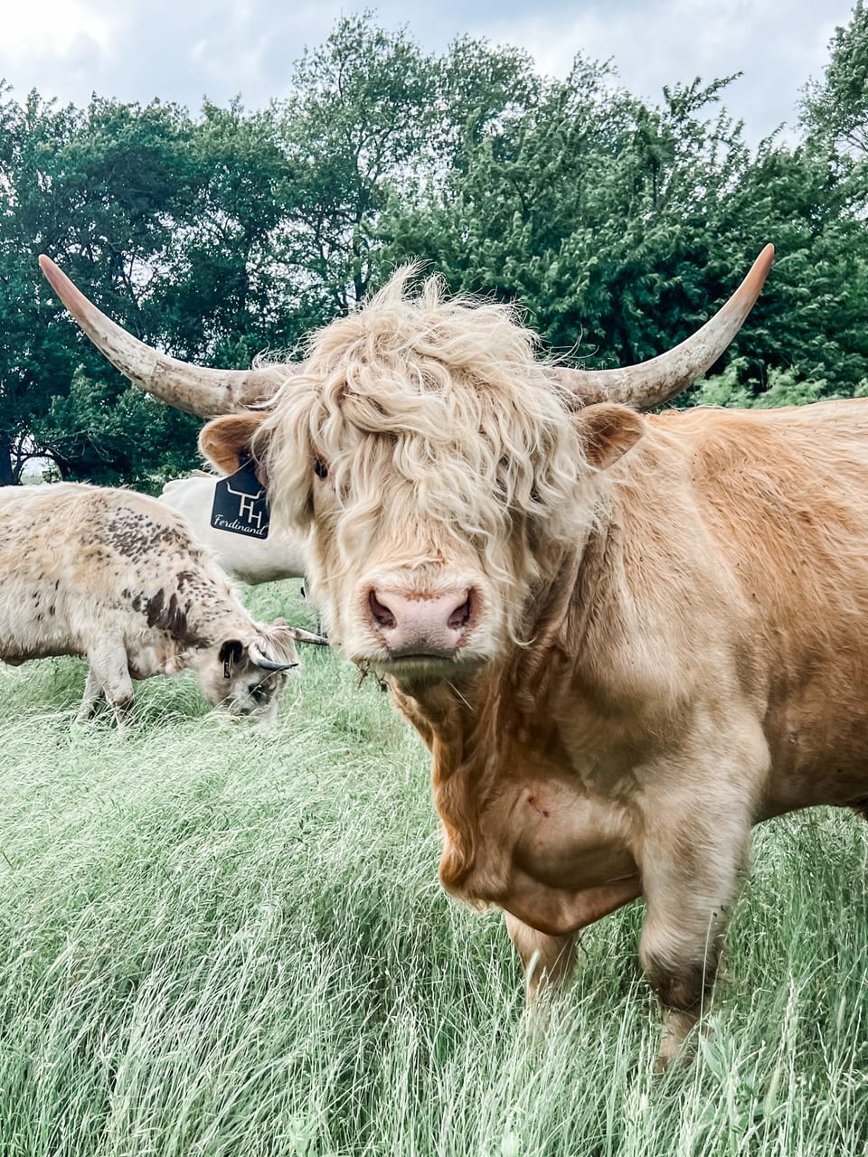 Ferdinand